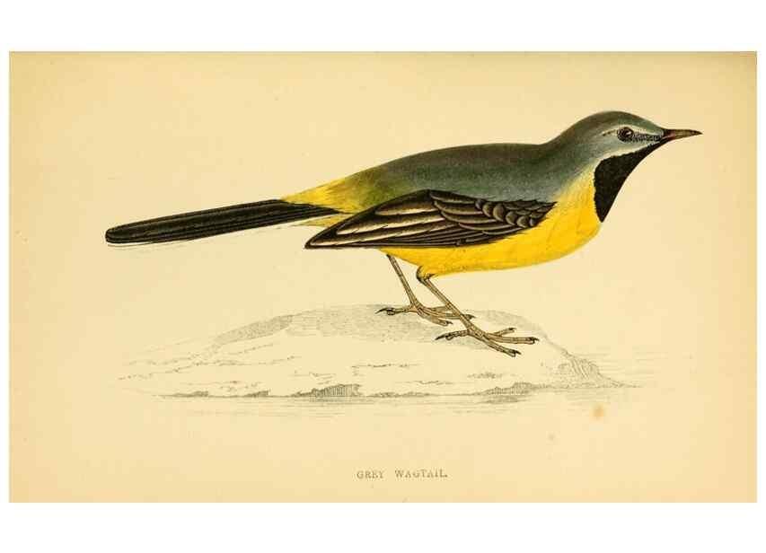 Reproducción/Reproduction 49676685552: A history of British birds.. London,Groombridge and Sons,[1862?-1867?]. 