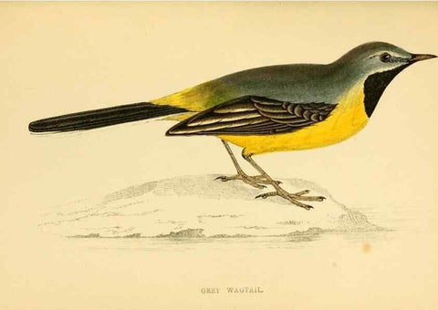 Reproducción/Reproduction 49676685552: A history of British birds.. London,Groombridge and Sons,[1862?-1867?]. 