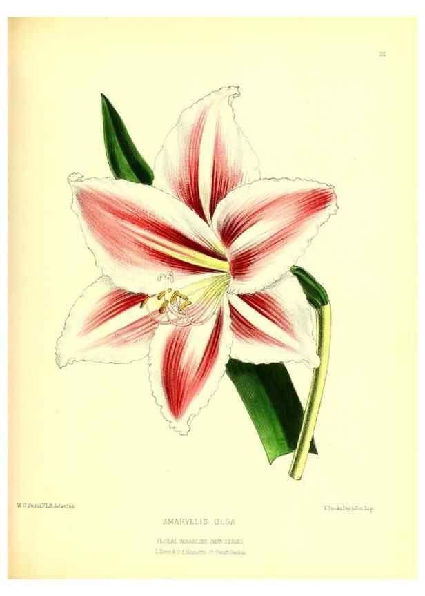 Reproducción/Reproduction 49677616987: The floral magazine;. London,L. Reeve & Co.. 
