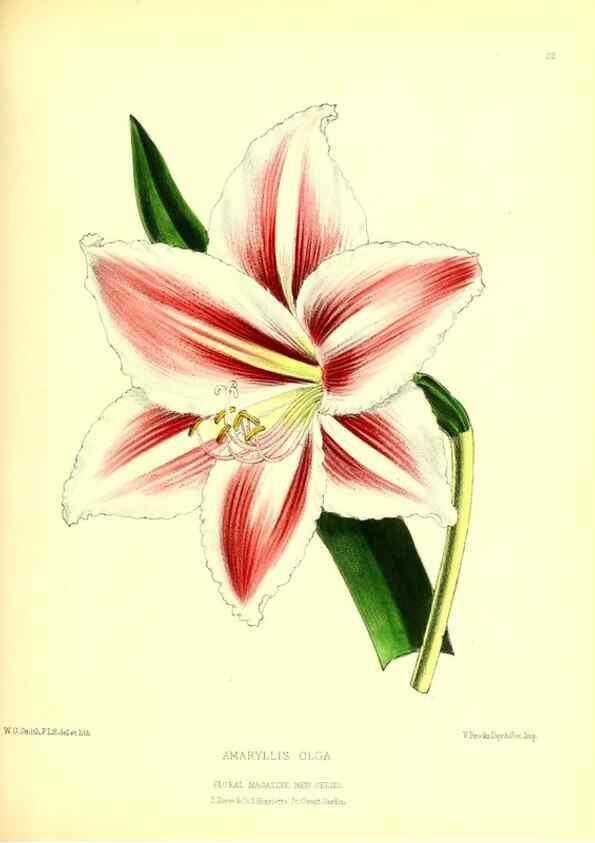 Reproducción/Reproduction 49677616987: The floral magazine;. London,L. Reeve & Co.. 