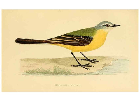Reproducción/Reproduction 49676400576: A history of British birds.. London,Groombridge and Sons,[1862?-1867?]. 