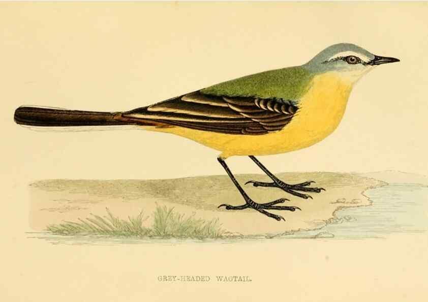 Reproducción/Reproduction 49676400576: A history of British birds.. London,Groombridge and Sons,[1862?-1867?]. 