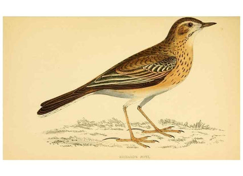 Reproducción/Reproduction 49676686337: A history of British birds.. London,Groombridge and Sons,[1862?-1867?]. 