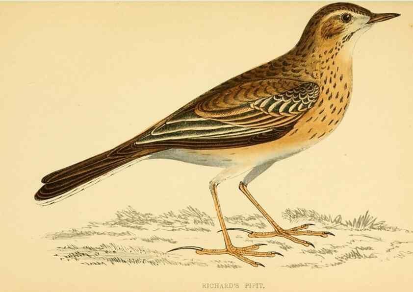 Reproducción/Reproduction 49676686337: A history of British birds.. London,Groombridge and Sons,[1862?-1867?]. 