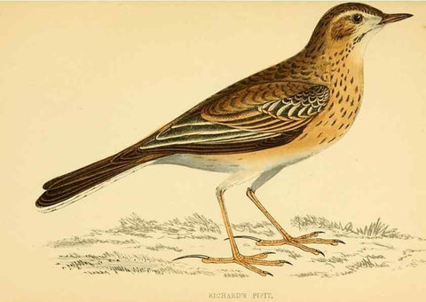 Reproducción/Reproduction 49676686337: A history of British birds.. London,Groombridge and Sons,[1862?-1867?]. 