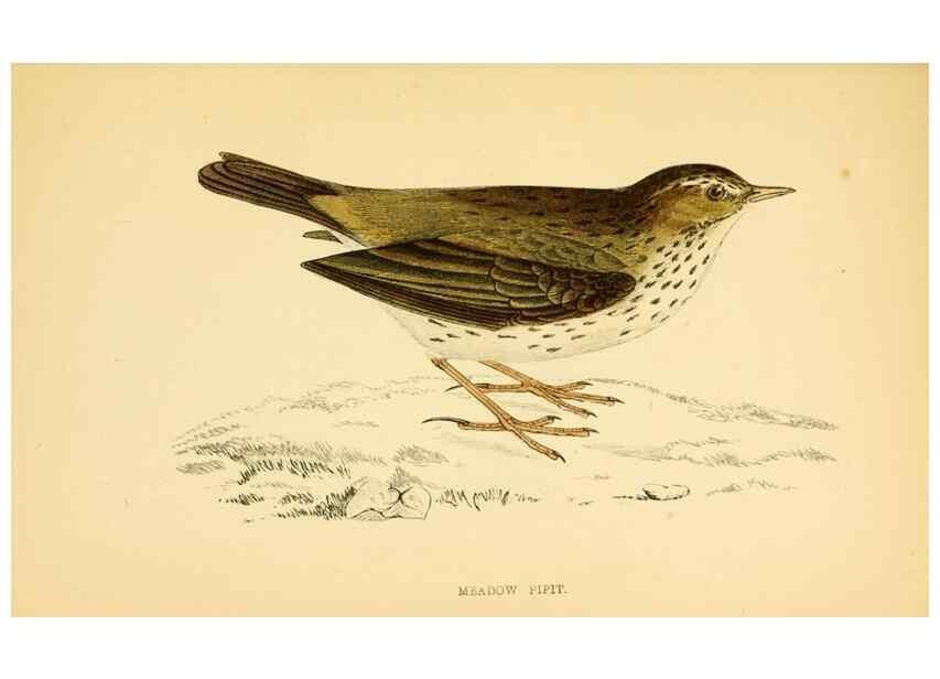 Reproducción/Reproduction 49676401371: A history of British birds.. London,Groombridge and Sons,[1862?-1867?]. 