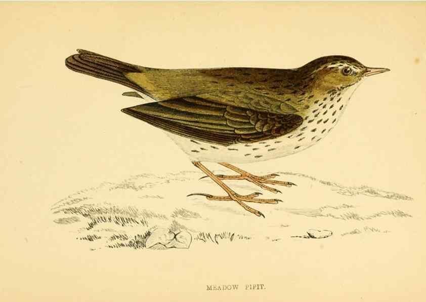 Reproducción/Reproduction 49676401371: A history of British birds.. London,Groombridge and Sons,[1862?-1867?]. 