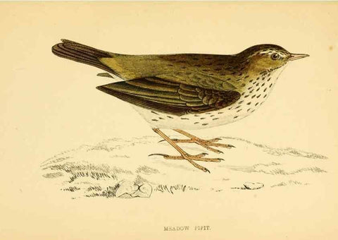 Reproducción/Reproduction 49676401371: A history of British birds.. London,Groombridge and Sons,[1862?-1867?]. 