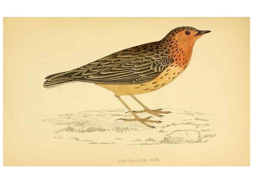 Reproducción/Reproduction 49675869488: A history of British birds.. London,Groombridge and Sons,[1862?-1867?]. 