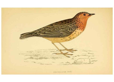 Reproducción/Reproduction 49675869488: A history of British birds.. London,Groombridge and Sons,[1862?-1867?]. 