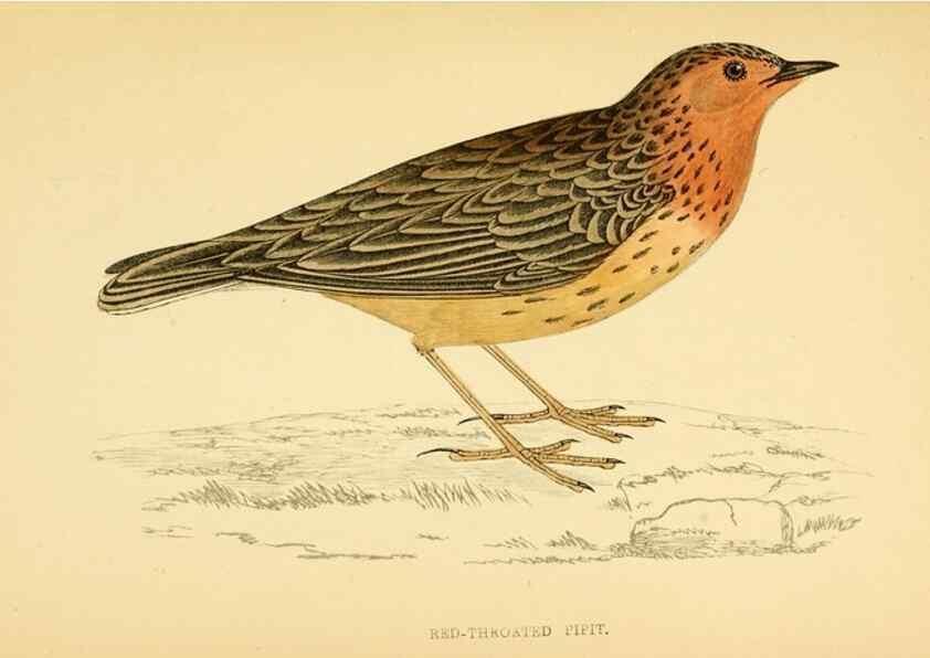 Reproducción/Reproduction 49675869488: A history of British birds.. London,Groombridge and Sons,[1862?-1867?]. 