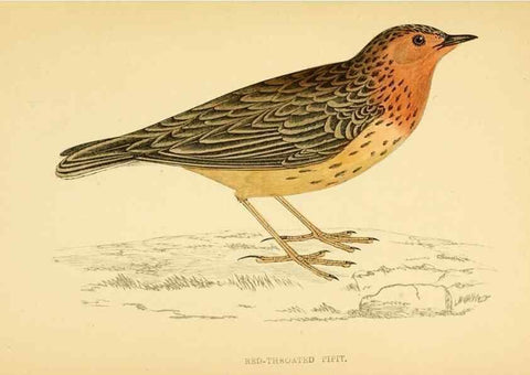 Reproducción/Reproduction 49675869488: A history of British birds.. London,Groombridge and Sons,[1862?-1867?]. 