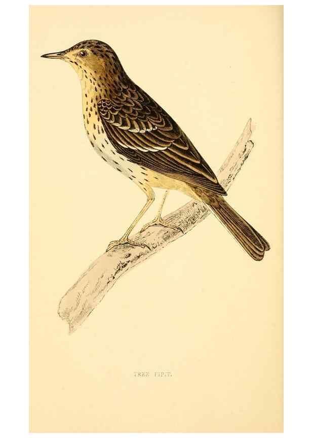 Reproducción/Reproduction 49675869803: A history of British birds.. London,Groombridge and Sons,[1862?-1867?]. 