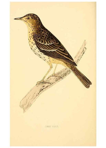 Reproducción/Reproduction 49675869803: A history of British birds.. London,Groombridge and Sons,[1862?-1867?]. 