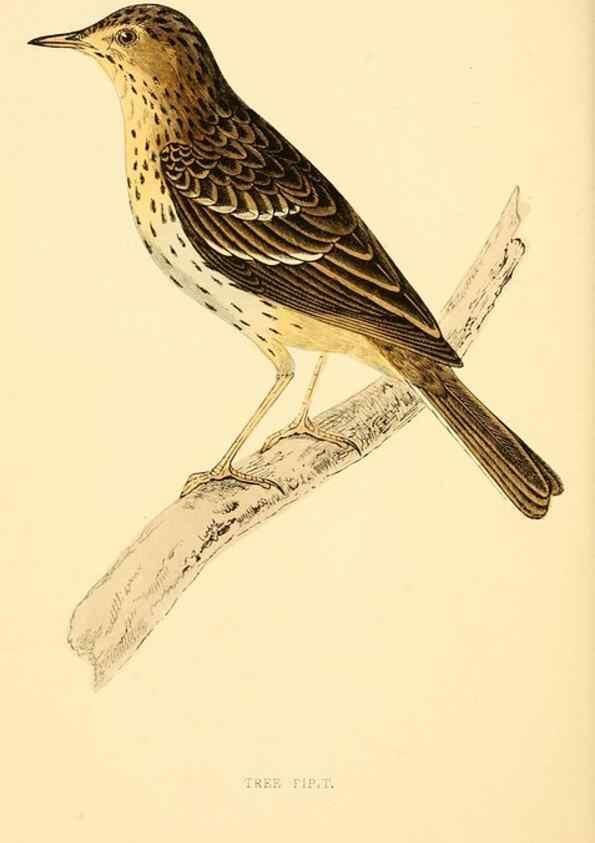 Reproducción/Reproduction 49675869803: A history of British birds.. London,Groombridge and Sons,[1862?-1867?]. 