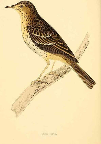 Reproducción/Reproduction 49675869803: A history of British birds.. London,Groombridge and Sons,[1862?-1867?]. 