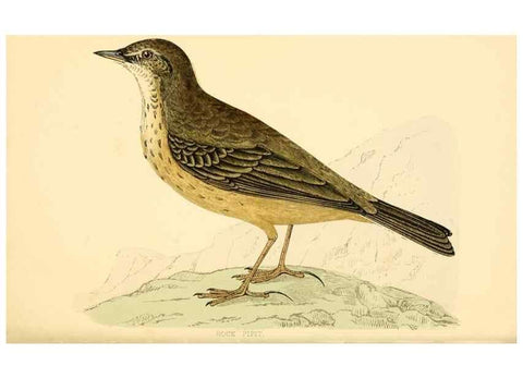 Reproducción/Reproduction 49675870098: A history of British birds.. London,Groombridge and Sons,[1862?-1867?]. 