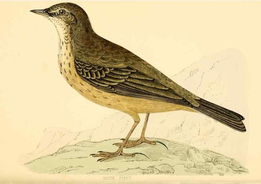 Reproducción/Reproduction 49675870098: A history of British birds.. London,Groombridge and Sons,[1862?-1867?]. 