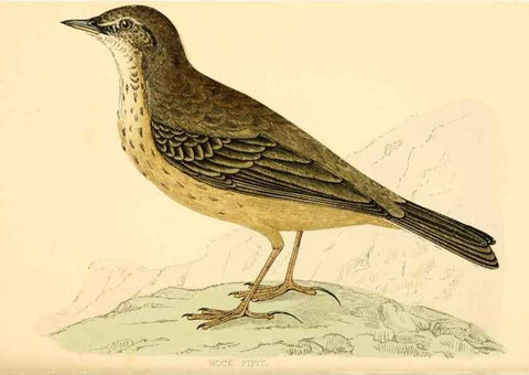 Reproducción/Reproduction 49675870098: A history of British birds.. London,Groombridge and Sons,[1862?-1867?]. 