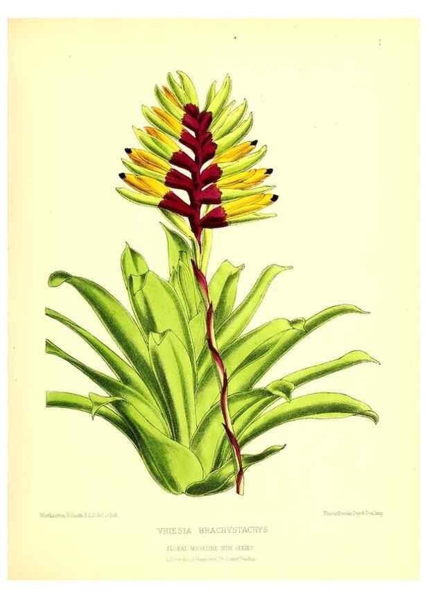 Reproducción/Reproduction 49676796518: The floral magazine;. London,L. Reeve & Co.. 