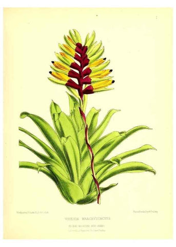 Reproducción/Reproduction 49676796518: The floral magazine;. London,L. Reeve & Co.. 