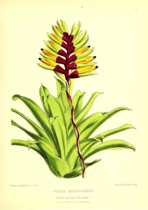 Reproducción/Reproduction 49676796518: The floral magazine;. London,L. Reeve & Co.. 