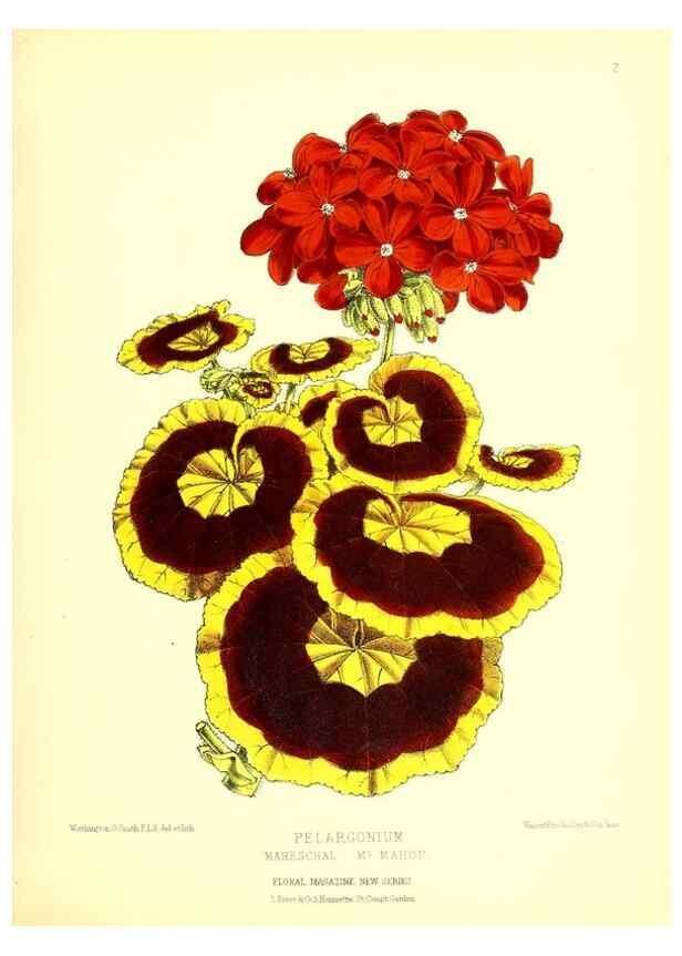 Reproducción/Reproduction 49676796768: The floral magazine;. London,L. Reeve & Co.. 