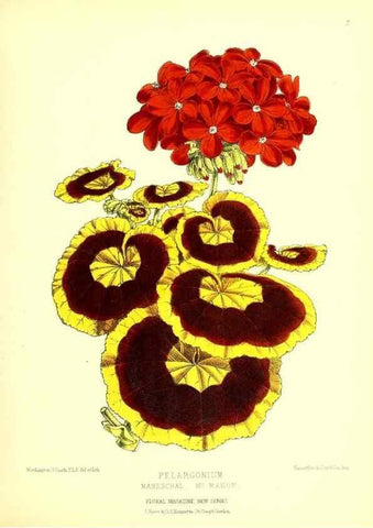 Reproducción/Reproduction 49676796768: The floral magazine;. London,L. Reeve & Co.. 