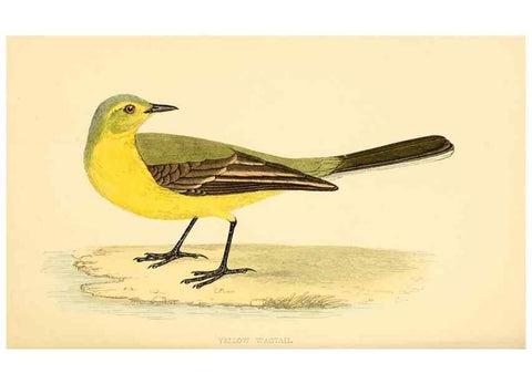 Reproducción/Reproduction 49676400866: A history of British birds.. London,Groombridge and Sons,[1862?-1867?]. 