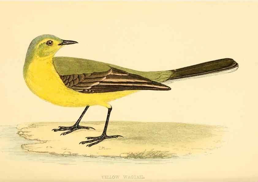 Reproducción/Reproduction 49676400866: A history of British birds.. London,Groombridge and Sons,[1862?-1867?]. 