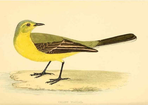 Reproducción/Reproduction 49676400866: A history of British birds.. London,Groombridge and Sons,[1862?-1867?]. 