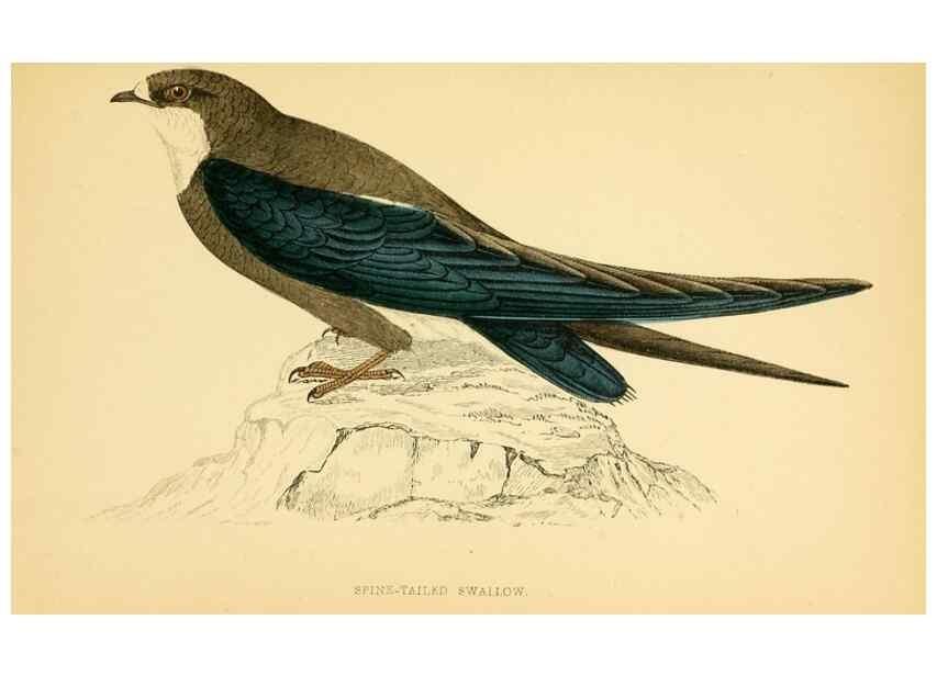 Reproducción/Reproduction 49676683377: A history of British birds.. London,Groombridge and Sons,[1862?-1867?]. 