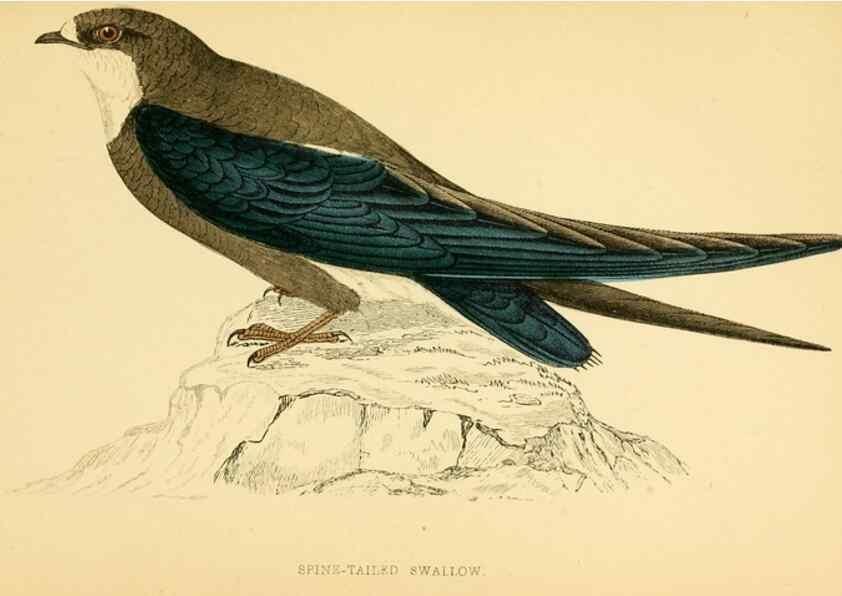 Reproducción/Reproduction 49676683377: A history of British birds.. London,Groombridge and Sons,[1862?-1867?]. 