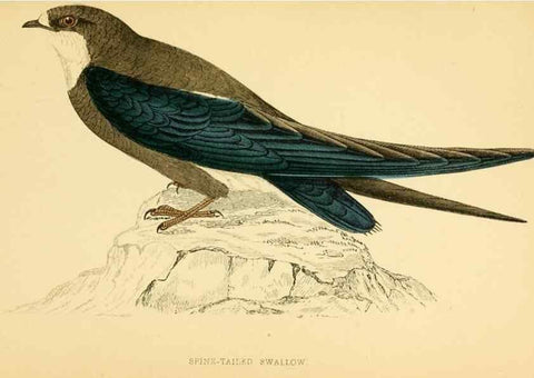 Reproducción/Reproduction 49676683377: A history of British birds.. London,Groombridge and Sons,[1862?-1867?]. 