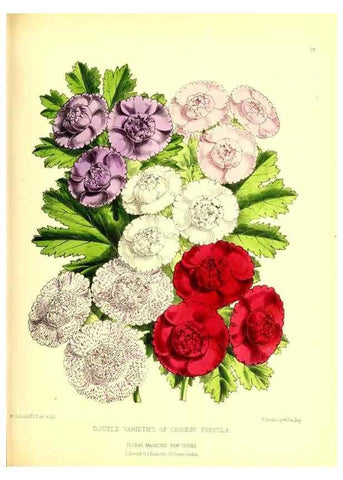 Reproducción/Reproduction 49676801448: The floral magazine;. London,L. Reeve & Co.. 