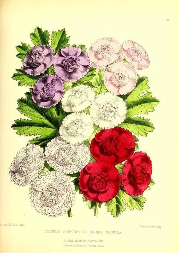 Reproducción/Reproduction 49676801448: The floral magazine;. London,L. Reeve & Co.. 