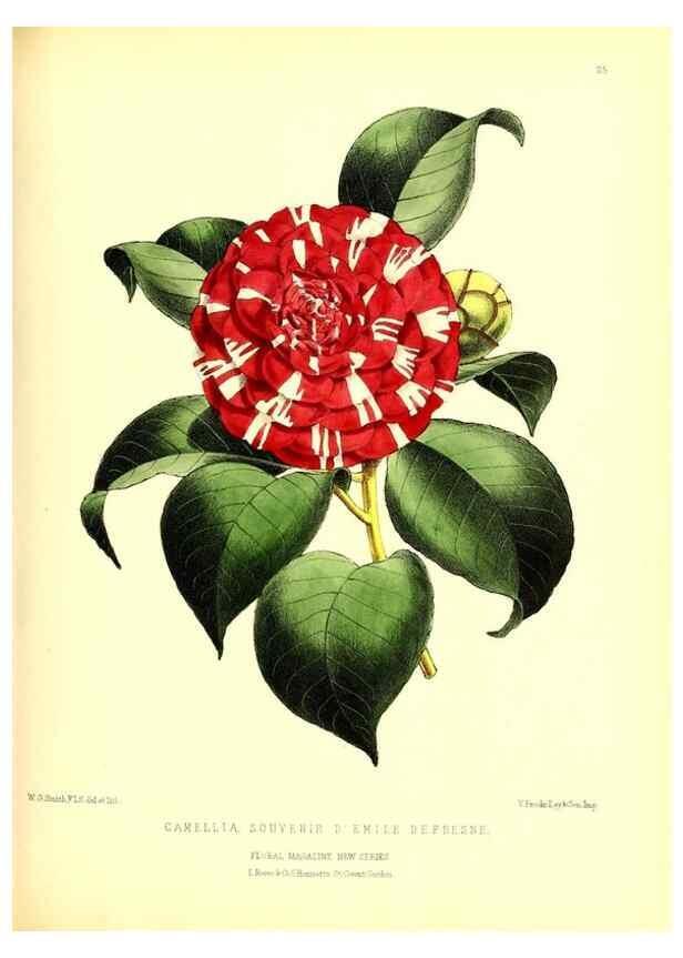Reproducción/Reproduction 49676802008: The floral magazine;. London,L. Reeve & Co.. 