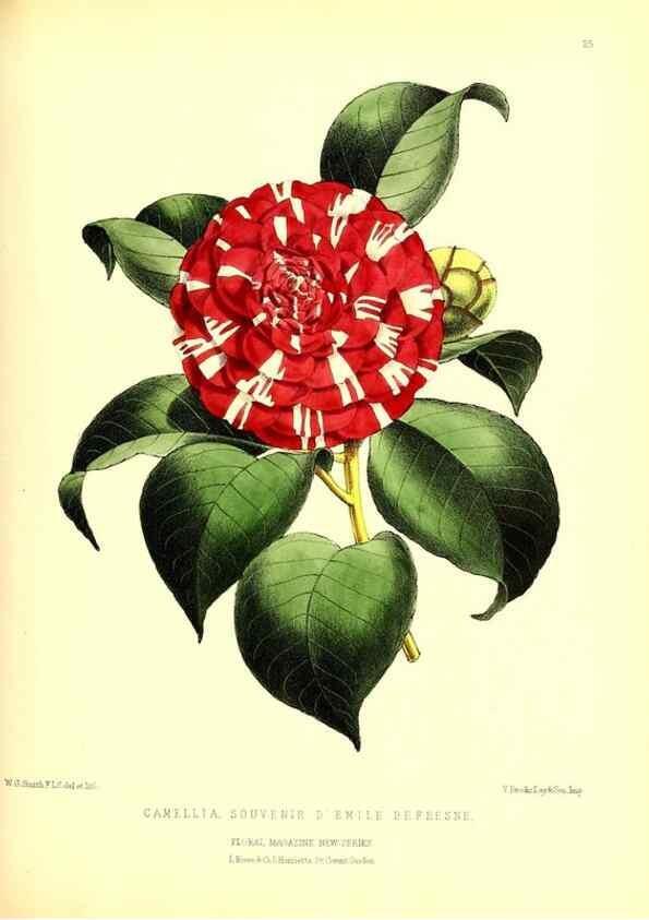 Reproducción/Reproduction 49676802008: The floral magazine;. London,L. Reeve & Co.. 