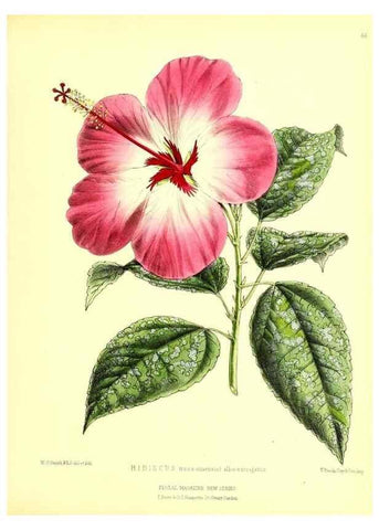 Reproducción/Reproduction 49676807043: The floral magazine;. London,L. Reeve & Co.. 