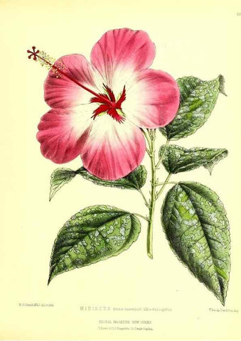 Reproducción/Reproduction 49676807043: The floral magazine;. London,L. Reeve & Co.. 