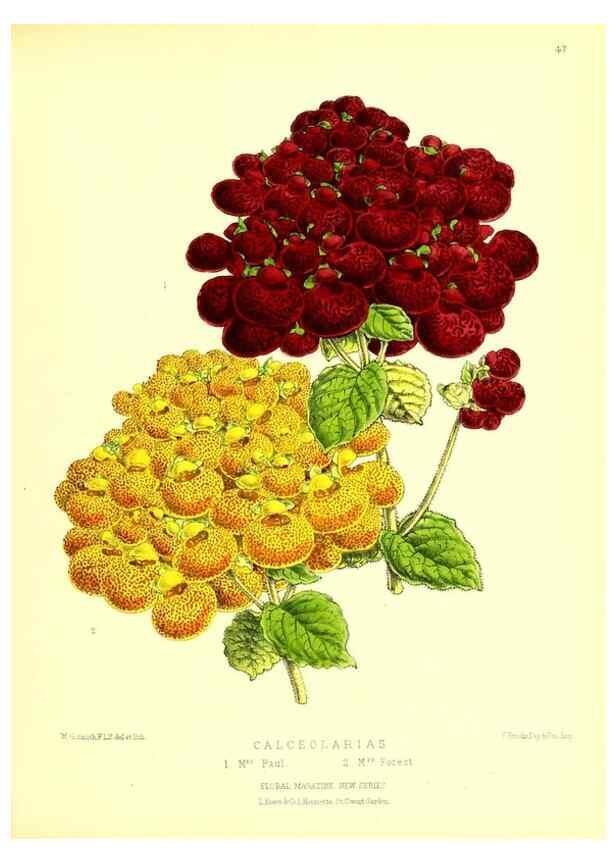 Reproducción/Reproduction 49676807303: The floral magazine;. London,L. Reeve & Co.. 