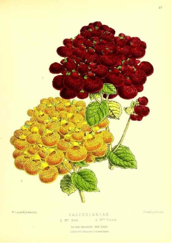 Reproducción/Reproduction 49676807303: The floral magazine;. London,L. Reeve & Co.. 