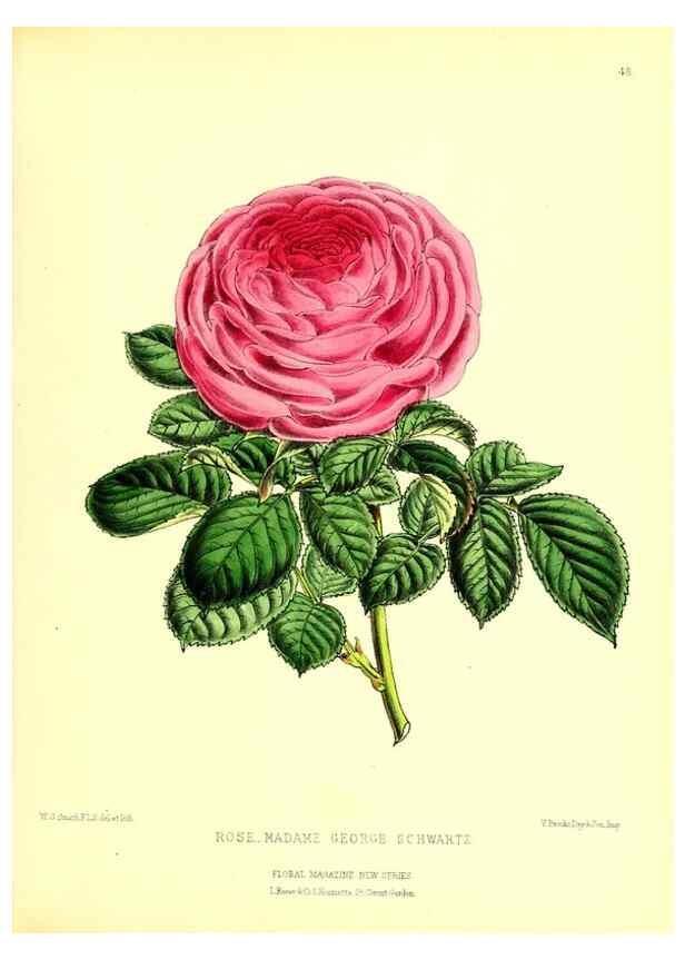 Reproducción/Reproduction 49676807493: The floral magazine;. London,L. Reeve & Co.. 