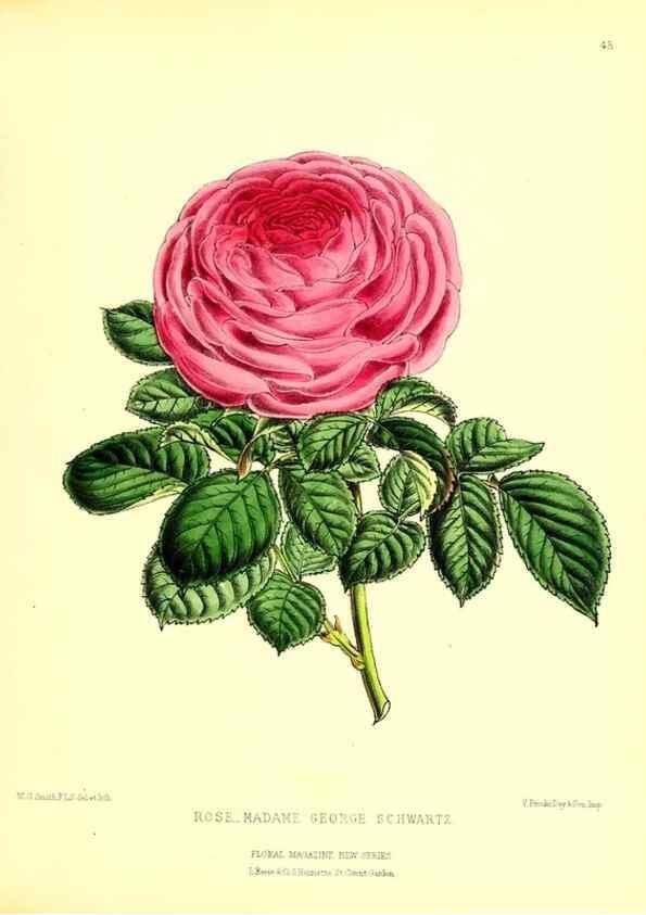 Reproducción/Reproduction 49676807493: The floral magazine;. London,L. Reeve & Co.. 