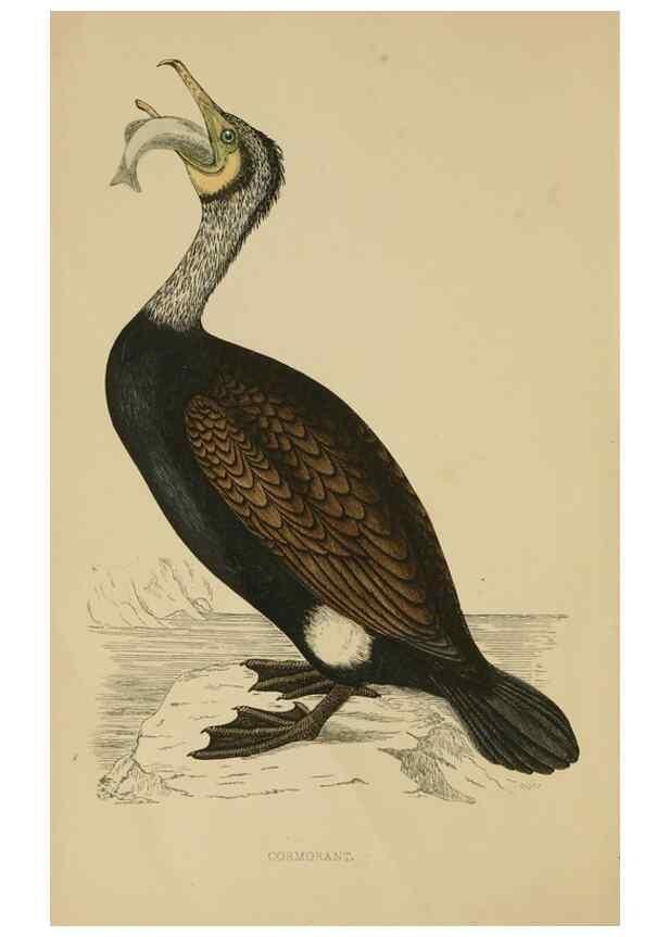 Reproducción/Reproduction 49679736712: A history of British birds.. London,Groombridge and Sons,[1862?-1867?]. 