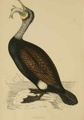 Reproducción/Reproduction 49679736712: A history of British birds.. London,Groombridge and Sons,[1862?-1867?]. 