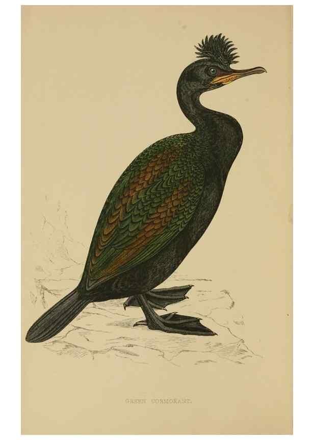 Reproducción/Reproduction 49678916303: A history of British birds.. London,Groombridge and Sons,[1862?-1867?]. 