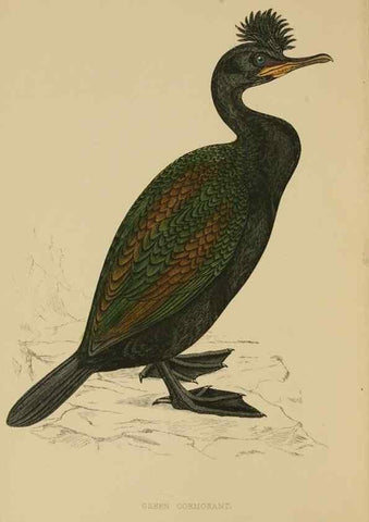 Reproducción/Reproduction 49678916303: A history of British birds.. London,Groombridge and Sons,[1862?-1867?]. 