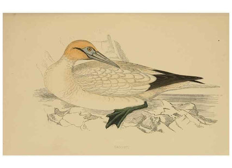 Reproducción/Reproduction 49678916503: A history of British birds.. London,Groombridge and Sons,[1862?-1867?]. 