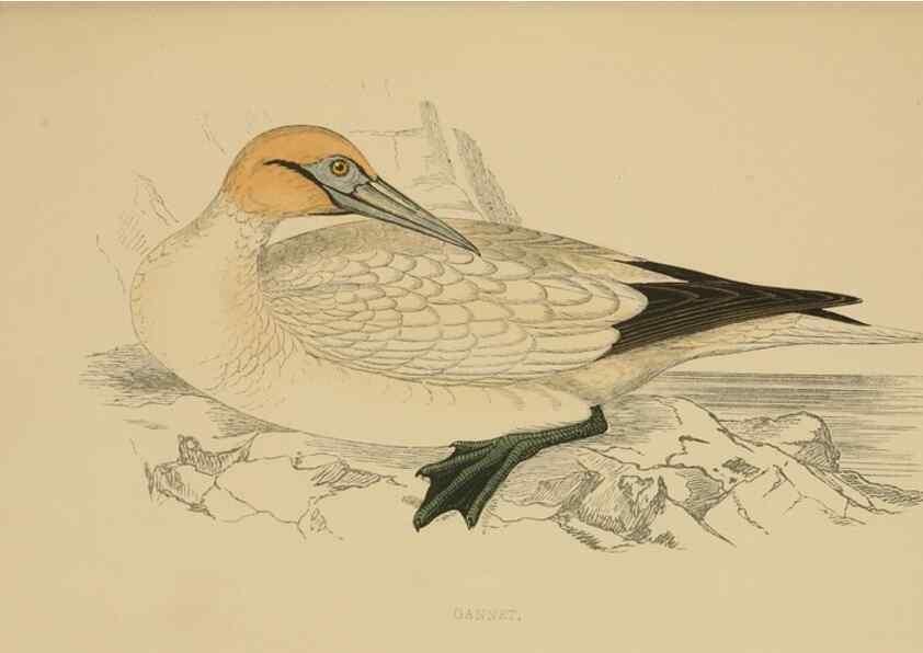 Reproducción/Reproduction 49678916503: A history of British birds.. London,Groombridge and Sons,[1862?-1867?]. 